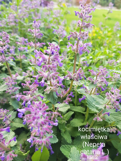 MicrosoftTeams-image (17).png